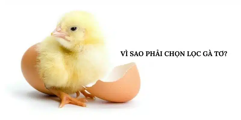 Vì sao phải chọn lọc gà tơ?